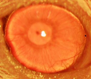 Cornea rigenerata dopo il trapianto di cellule staminali limbali umane su topo