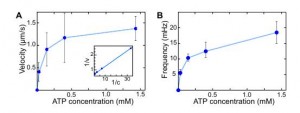 La cinetica di Michaelis Menten tra kinesina e ATP