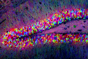fonte: Tamily Weissman, Harvard University, Cell