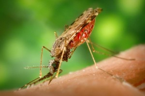 Anopheles_albimanus_mosquito