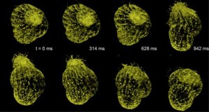 protoazoan under microscope