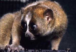 slow loris