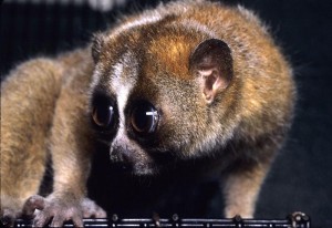 slow loris