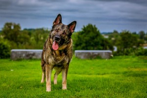 Cagnolone