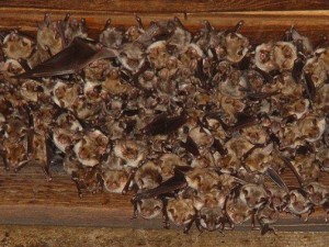 Myotis_myotis,_nursery_roost