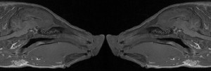 sagittal-pig