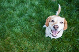 Cane sorridente