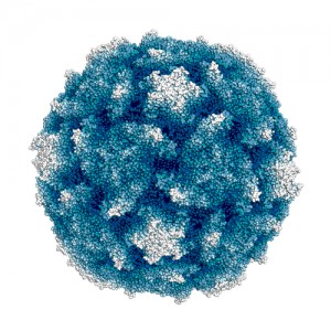 Poliovirus