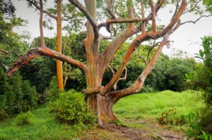 albero arcobaleno