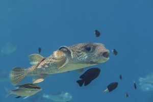 pesce palla maculato