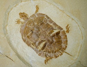 tartaruga fossile