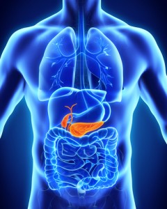 pancreas