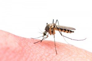 zika zanzara