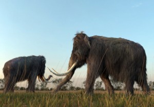 mammut