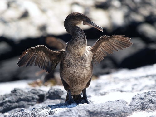 Scoperto Perche Il Cormorano Delle Galapagos Non Puo Volare Popular Science