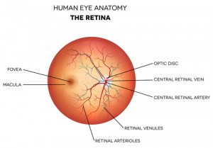Vista: approvata da AIFA la rimborsabilità di faricimab per l’occlusione venosa retinica