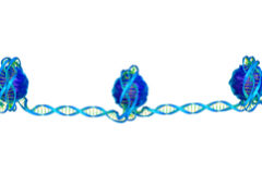 nucleosoma epigenetica