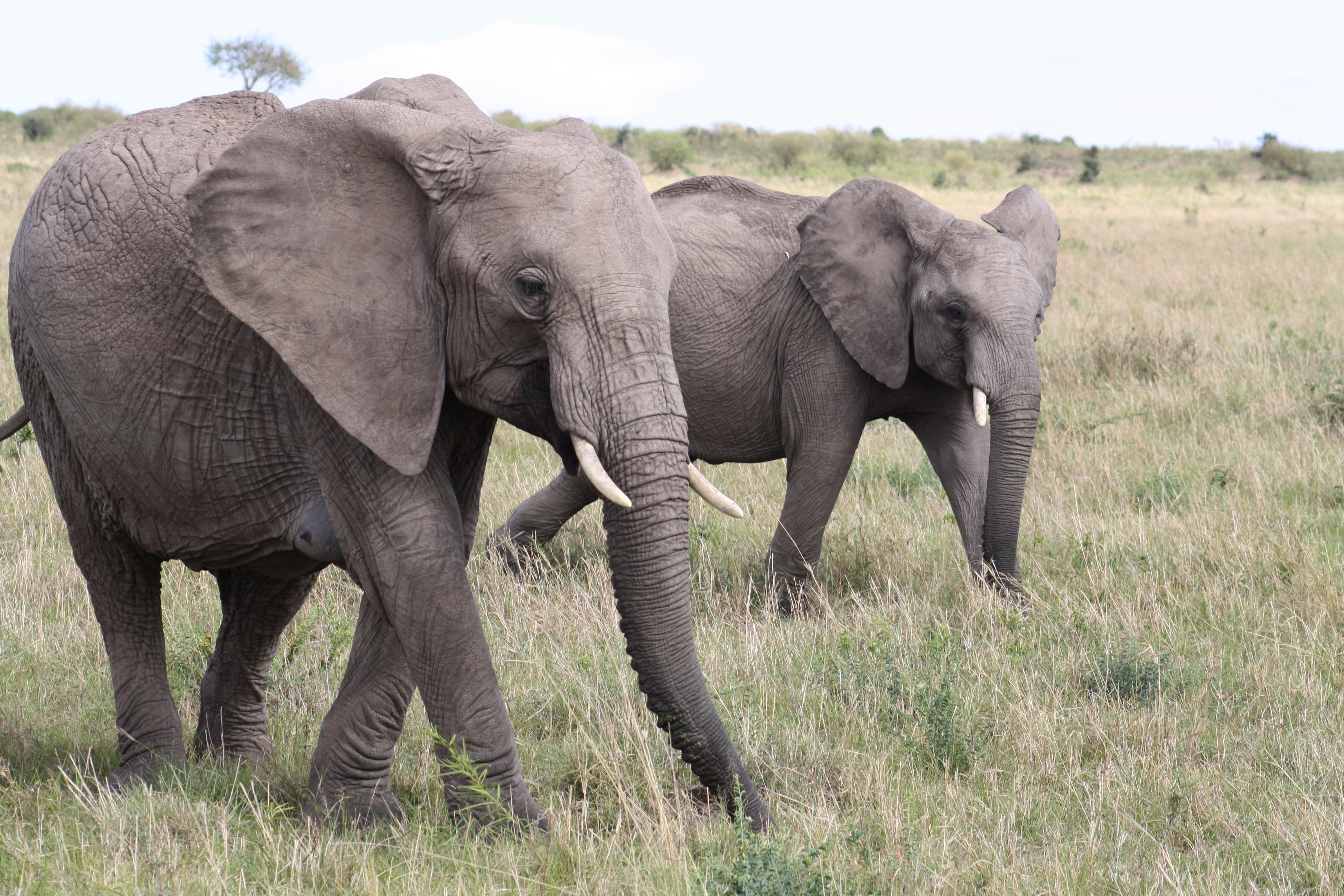 Can an elephant jump. Масаи охраняют слонов.