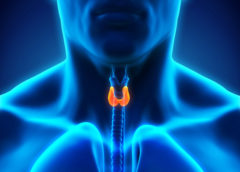 Mantenere una normale funzionalità tiroidea è fondamentale per il cuore