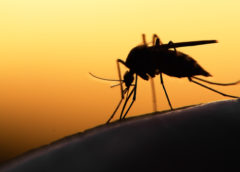 Malaria: “ingegnerizzate” zanzare che non veicolano l’infezione
