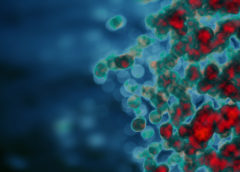 cellule immunitarie